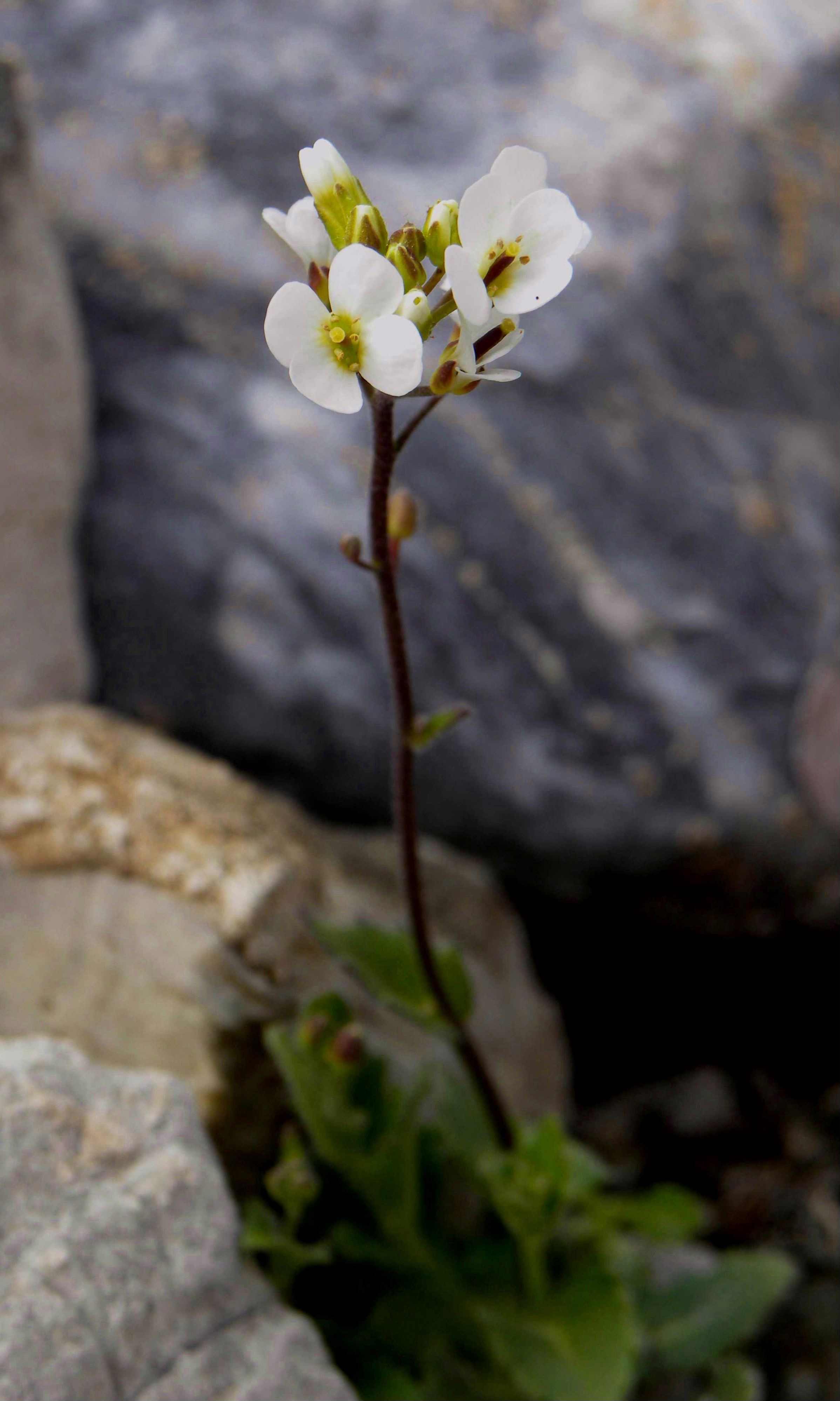 Draba siliquosa?